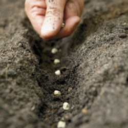 Graines, semence, première qualité, meilleurs prix, négoce Ardenne 08, fertilisation, agriculture, région 